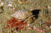 Pagurus cuanensis Pagure poilu-Belle ile  Philippe Eric-12m-20160701-Denis-ADER-DSC_8418_tn